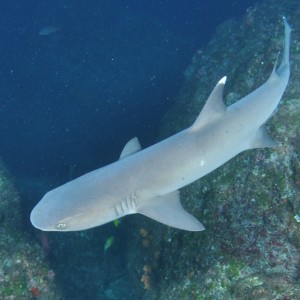 Whitetip_reef_shark1