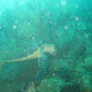 Hawksbill SeaTurtle