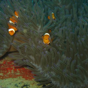 anemonefish