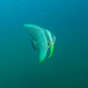 BatFish