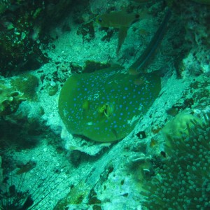 BlueSpot StingRay