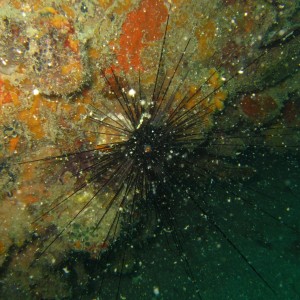 Sea urchin