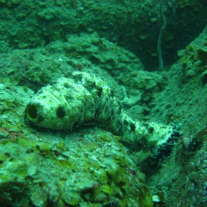 Sea Cucumber