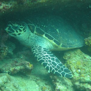 Hawksbill SeaTurtle