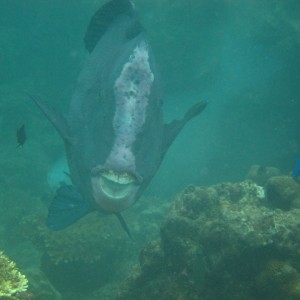 Bumperhead Parrotfish