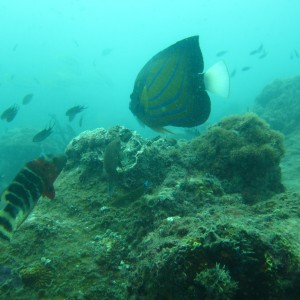 juvenile angelfish