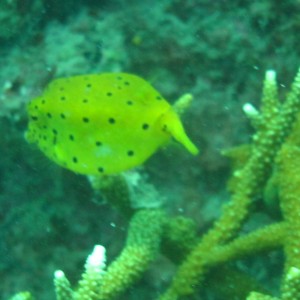 BoxFish