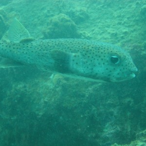 porcupine puffer fish