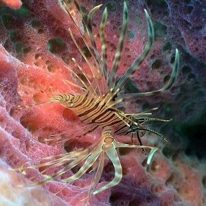 Juvenile Lionfish in a Sponge