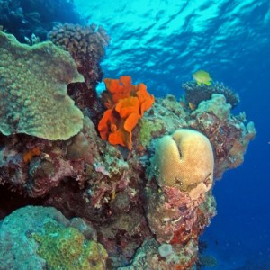14866-Reef-Photo