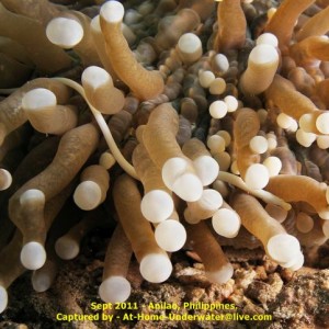 Anilao - Sept 2011