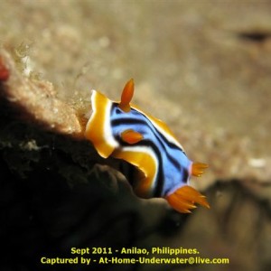 Anilao - Sept 2011