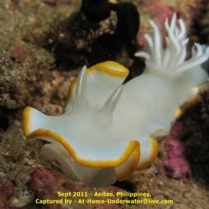 Anilao - Sept 2011