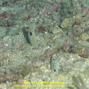 Anilao - Sept 2011