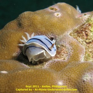 Anilao - Sept 2011
