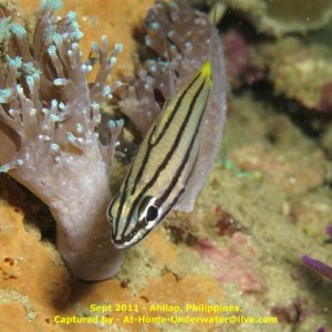Anilao - Sept 2011