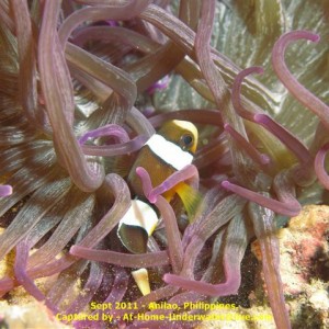 Anilao - Sept 2011