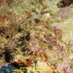 Anilao - Sept 2011