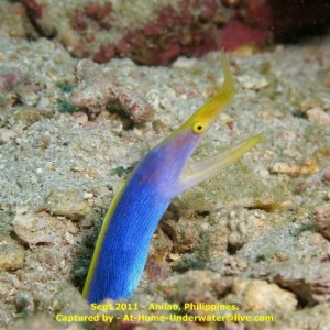 Anilao Sept 2011