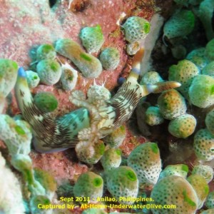 Anilao Sept 2011