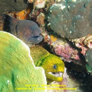 Anilao Sept 2011