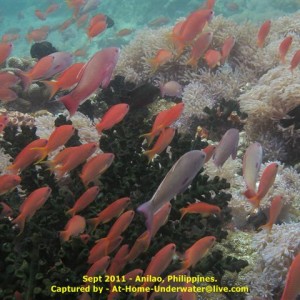 Anilao Sept 2011