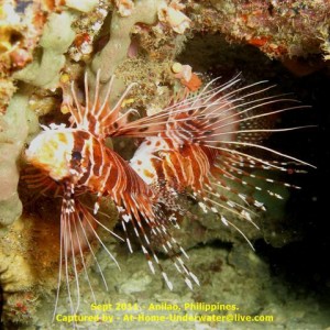 Anilao Sept 2011