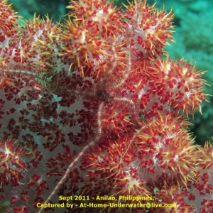 Anilao Sept 2011