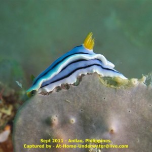 Anilao Sept 2011