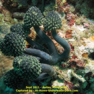 Anilao Sep 2011