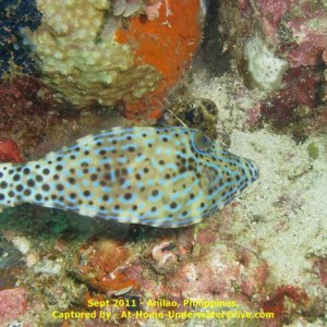 Anilao Sep 2011