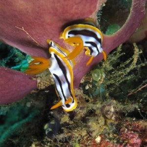 Anilao Sep 2011