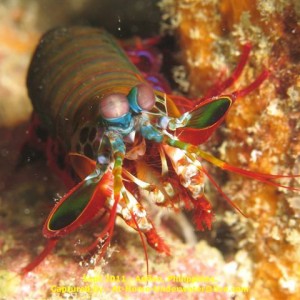 Anilao Sep 2011