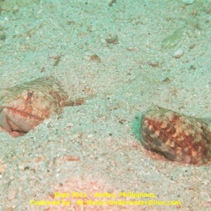 Anilao Sep 2011