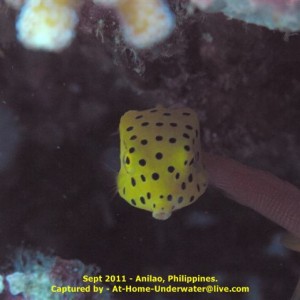 Anilao Sep 2011