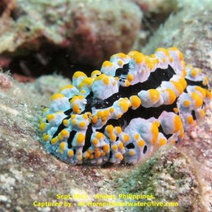 Anilao Sep 2011