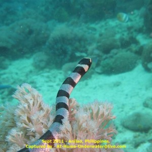 Anilao Sep 2011