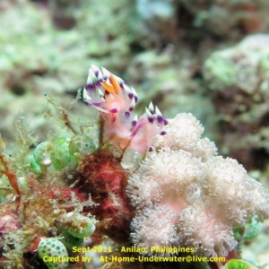 Anilao Sep 2011