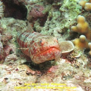 Anilao Sep 2011