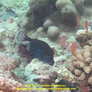 Anilao Sept 2011