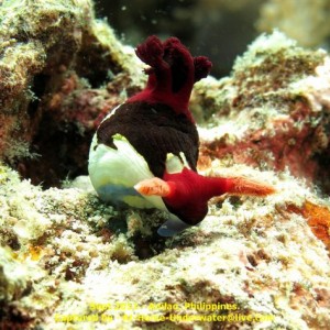 Anilao Sept 2011