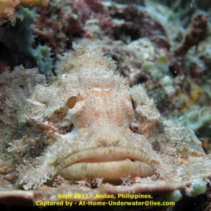 Anilao Sept 2011