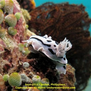Anilao Sept 2011