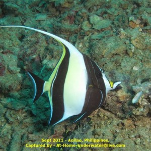 Anilao Sept 2011