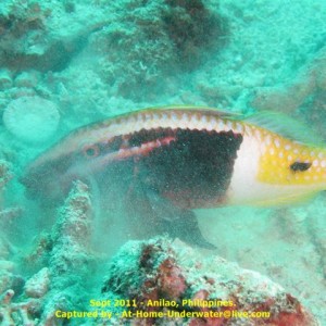 Anilao Sept 2011
