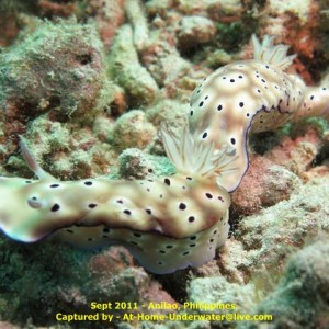 Anilao Sept 2011