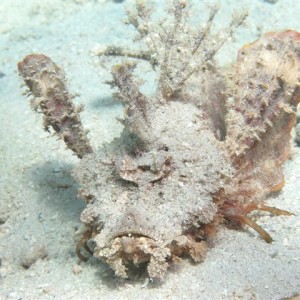 Anilao Sept 2011