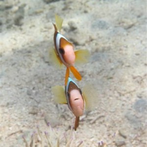 Anilao Sept 2011