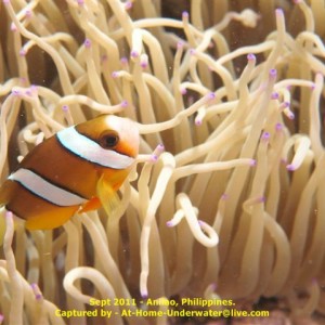 Anilao Sept 2011
