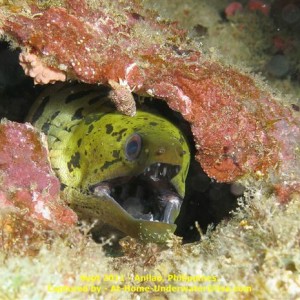 Anilao Sept 2011